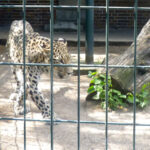 Bild: Leopard im Gehege