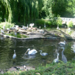 Bild: Reiher im Teich