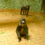 Bild: Affen im Affenhaus