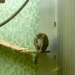 Bild: Affenmutter mit Affenjungem im Affenhaus