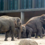 Bild: Elefantenherde im Gehege