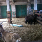 Ausflug zur Domäne Dahlem | © FZM Bild: Besucher stehen am Stallzaun und schauen den Ziegen beim Fressen zu