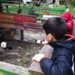 Bild: Kinder schauen von oben in den Kannichen-Stall