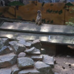 Bild: Ein Erdmännchen stehend auf Brettern, im Hintegrund gemalte Landschaft, im Vordergrund Granitsteine.