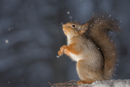 Unser weihnachtlicher Besuch im Kindertheater Gospodarek