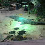 Bild: im Terarrium mit einem Kaiman