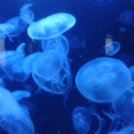 Bild: unter Wasser mit vielen Quallen in Blau