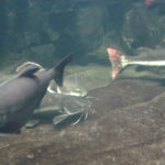 Bild: Unterwasserlandschaft mit mehreren Fischen