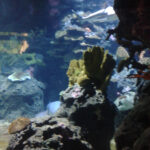 Bild: Unterwasserlandschaft mit einem Hai im Hintergrund