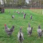 Bild: 16 schwarz-weiße Zwerghühner picken auch nach dem Regen auf einer umzäunten Wiese.