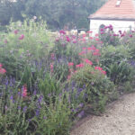 Foto: große Blumenpracht mit vielen roten Büten am Rande eines Spazierpfades.