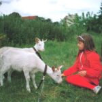 Foto: Mädchen in rotem Trainingsanzug kniend auf grüner Wiese vor 2 Ziegen und füttert eine mit Gras. Im Hintergrund grünes Gebüsch.