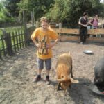 Foto: Junge steht links neben 2 behaarten Schweinen, wobei das rechte aus eine Schale frist. Kinder und ihre Eltern stehen im Hinterund am Zauen und schauen zu.