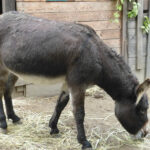 Esel Momo. | © FZM Foto: Esel frisst beim Laufen aus dem Stall Heu von der Erde.