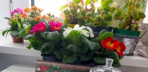 Foto: Fensterbank mit bunten Blumen und Zimmerpflanzen